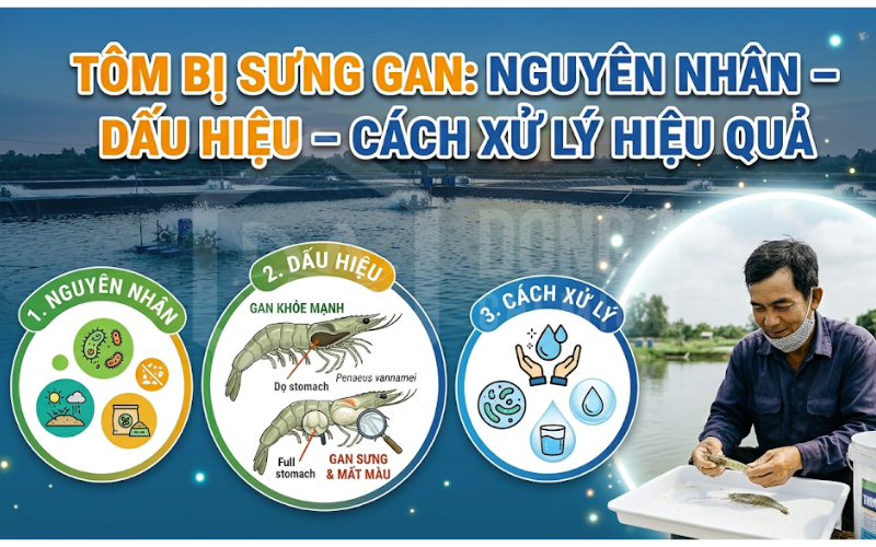 Tôm bị sưng gan: Nguyên nhân – Dấu hiệu – Cách xử lý hiệu quả